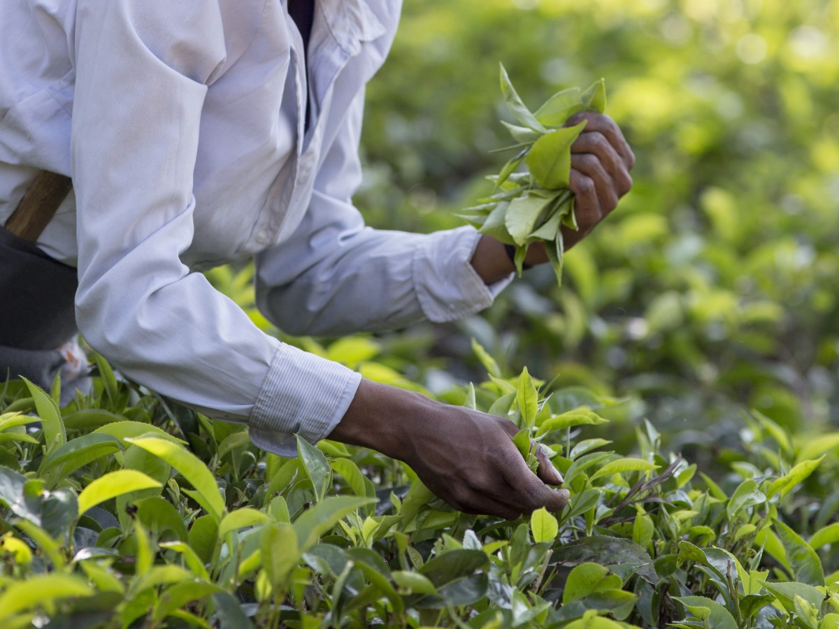 A Human Rights Crisis Brews in Assam’s Tea&nbsp;Plantations