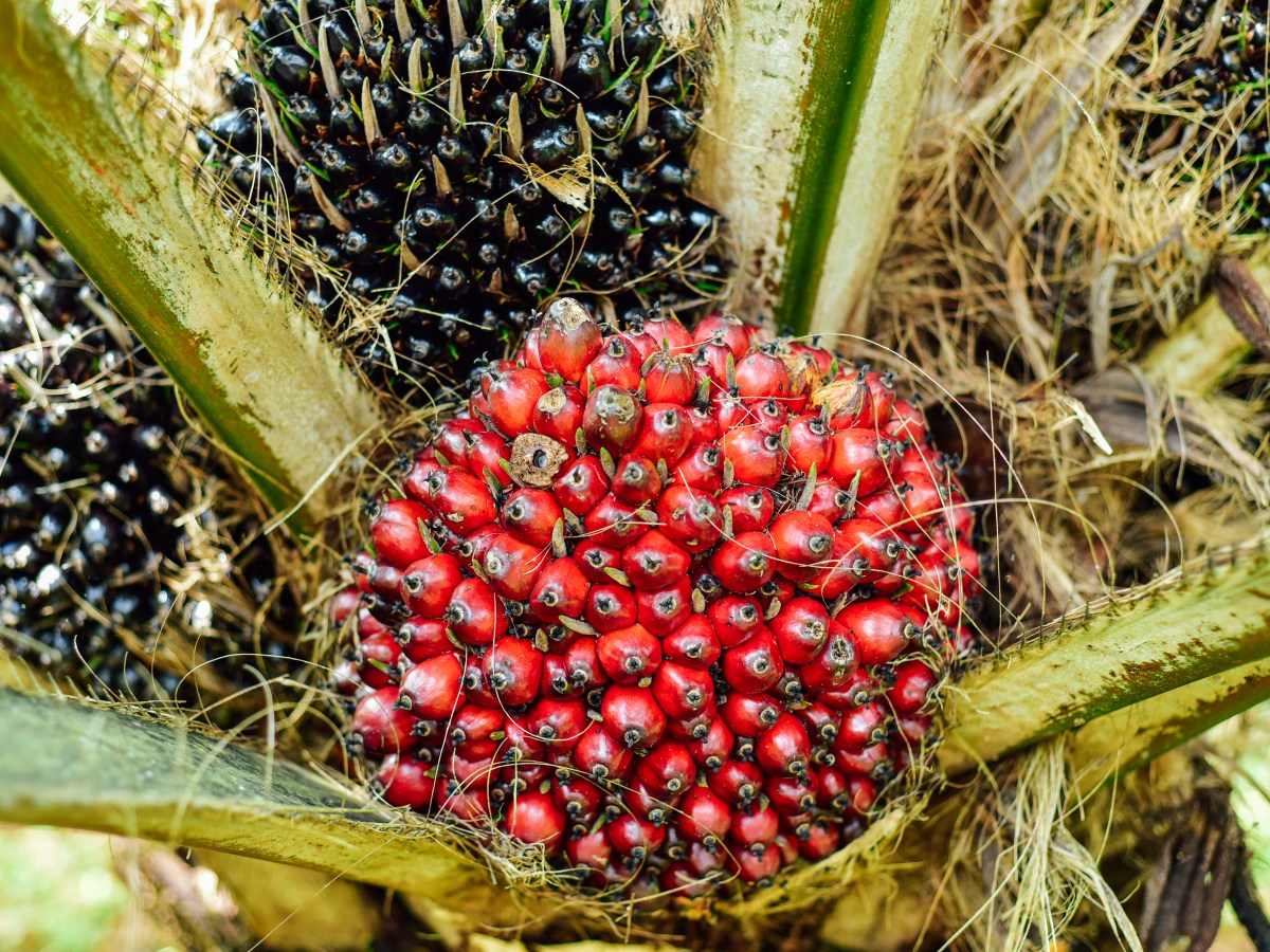 Palm oil | How it’s&nbsp;Made