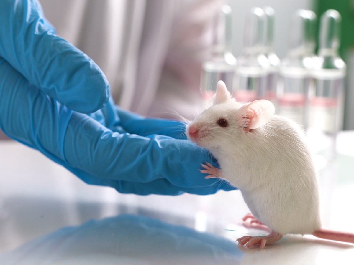 Animal Testing in Food Research | Ask the&nbsp;Expert