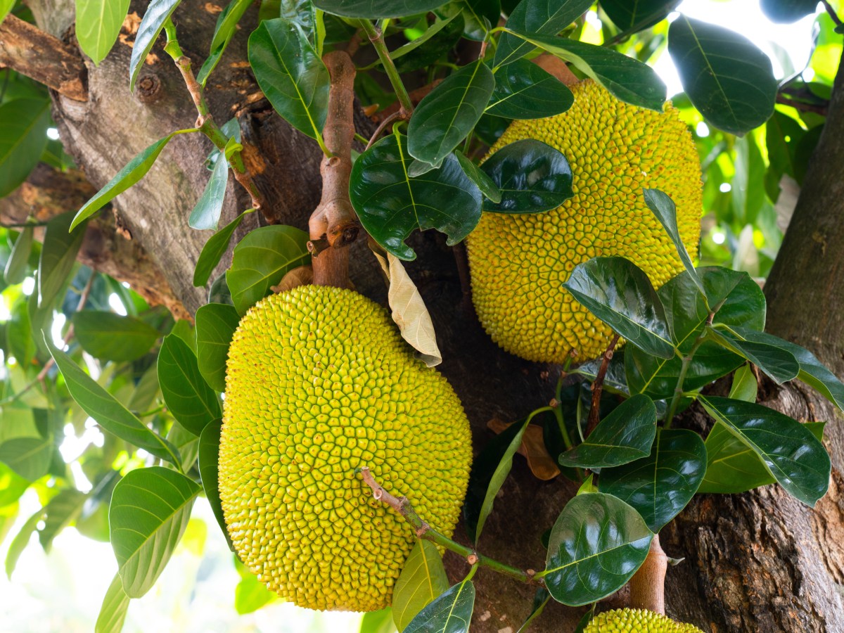 Jackfruit | How it’s&nbsp;Grown