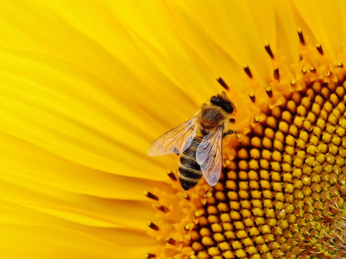Pollination | How it&nbsp;Works