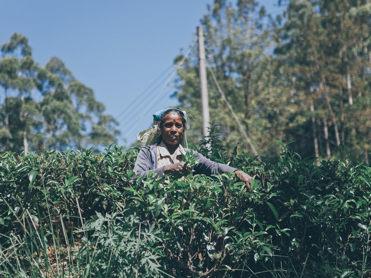 Corporate Responsibility for Human Rights in Assam Tea&nbsp;Plantations