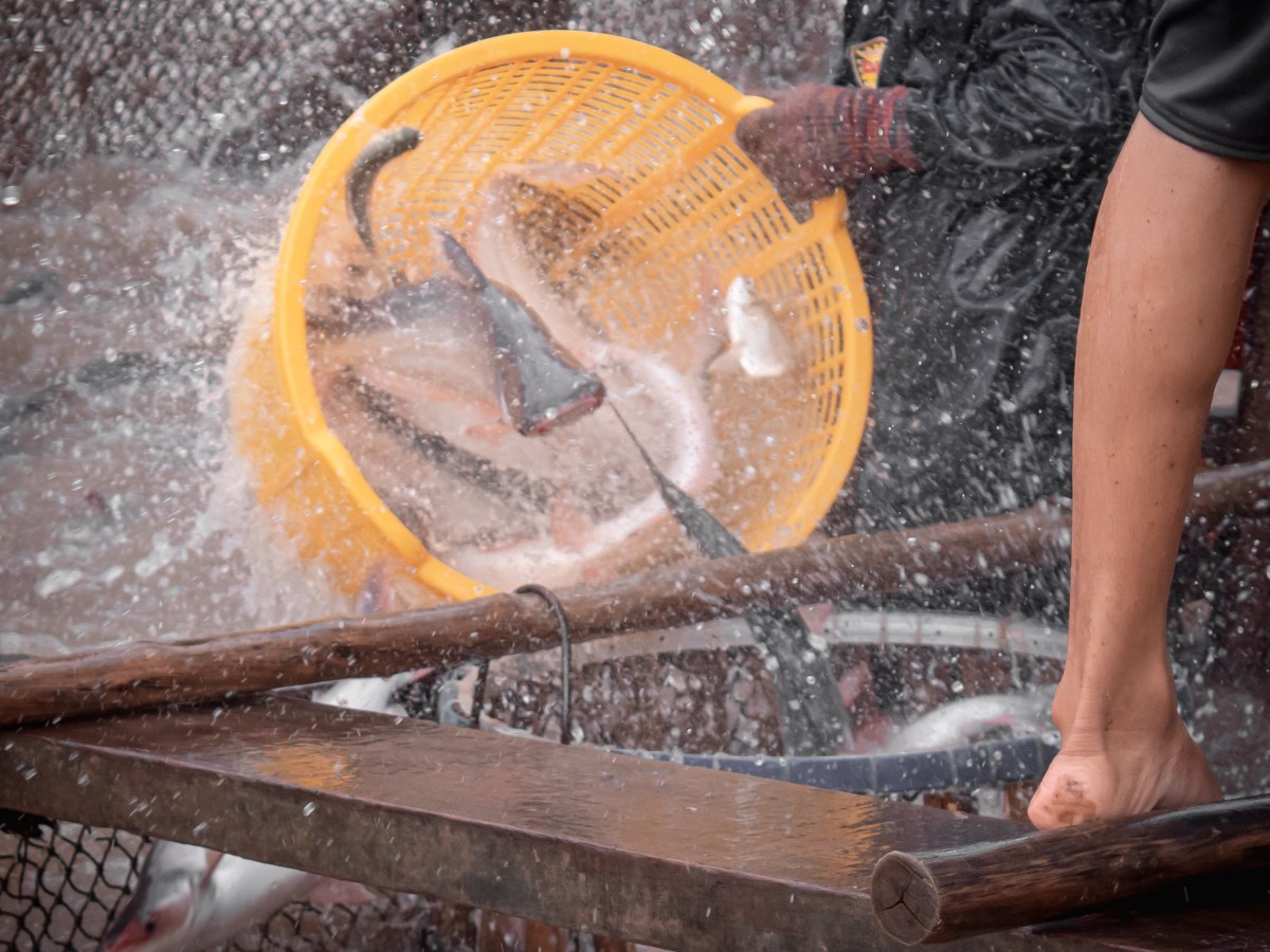 Aquaculture Feed: Is There Enough to Go&nbsp;Around?