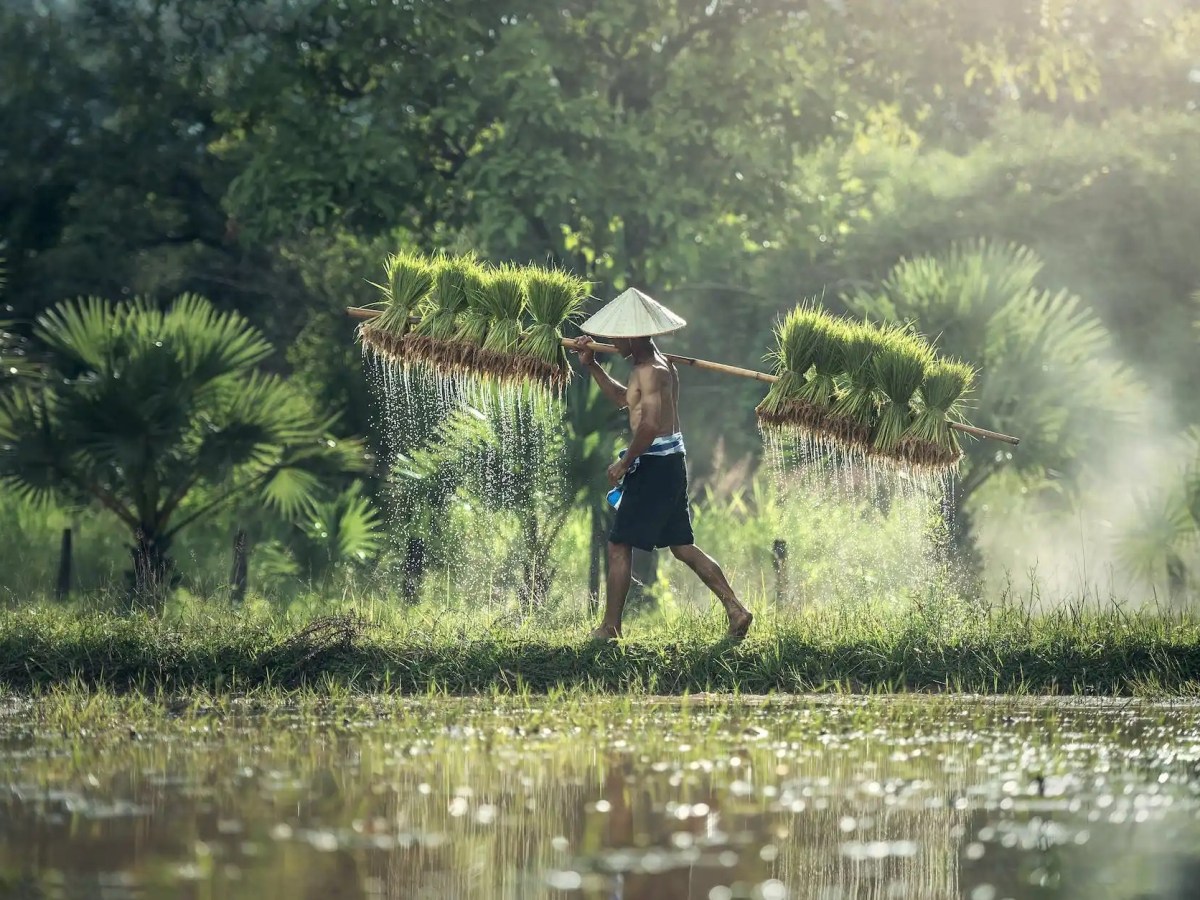 Crops That Feed The World |&nbsp;Rice