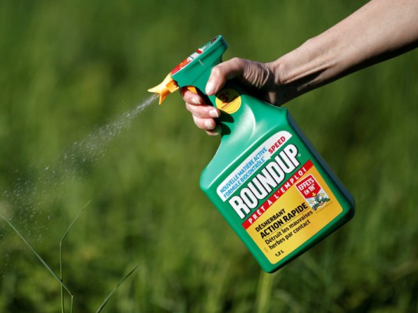 Is glyphosate banned in the EU due to its harmful effect, or&nbsp;not?